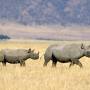 black_rhinoceros_crossing_the_savannah.jpg